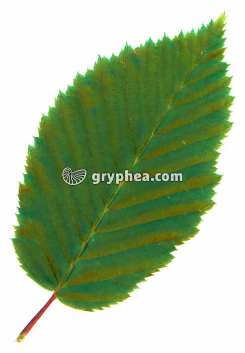 Charme - Feuille (2) (Carpinus betulus) - gryphea.org
